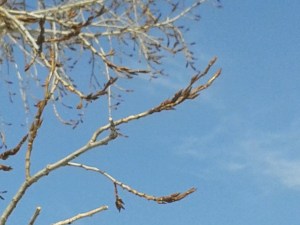 2014 First Tree Bud Sighting