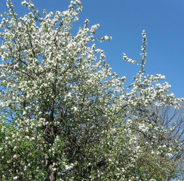 Apple Blossom Season!