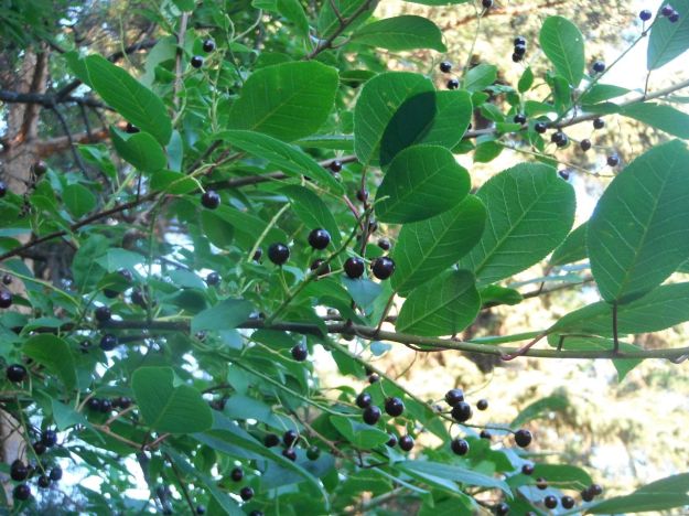 Chokecherries on the branch