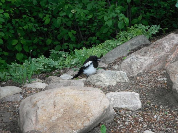 Baby magpie grounded