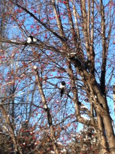 magpies