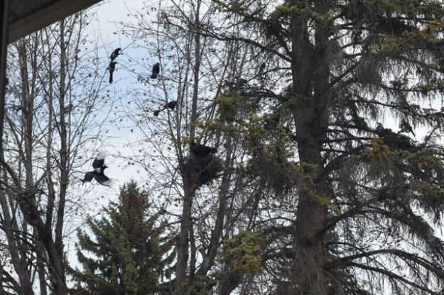 marauder and defender